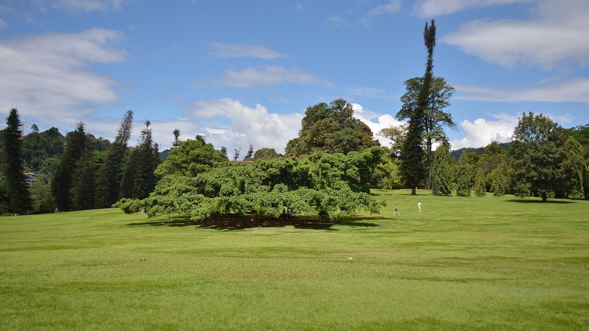 Giant Javan Fig Tree and Great Lawn at Royal Botanical Gardens, Peradeniya