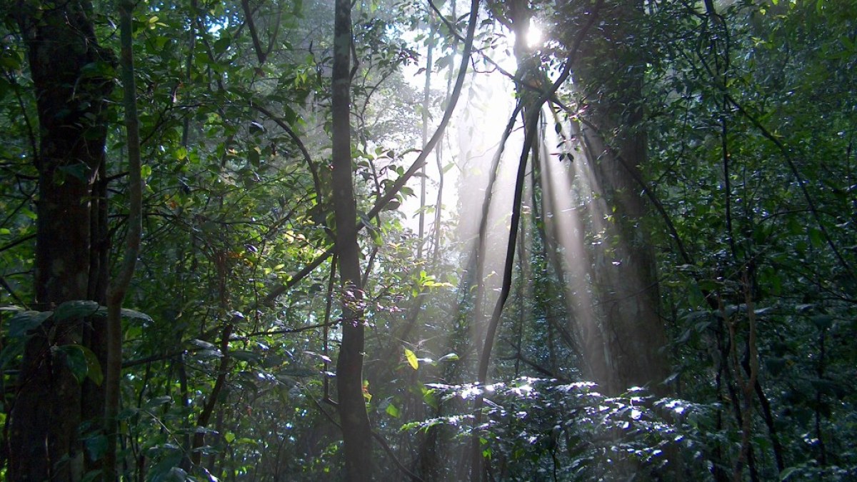 Udawatta Kele Forest Sanctuary morning sunlight through ancient canopy in Kandy