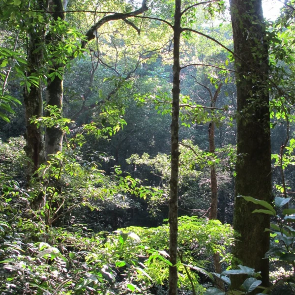 Udawatta Kele Forest Sanctuary